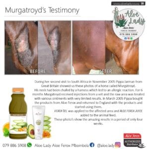 Murgatroyd's Recovery Story