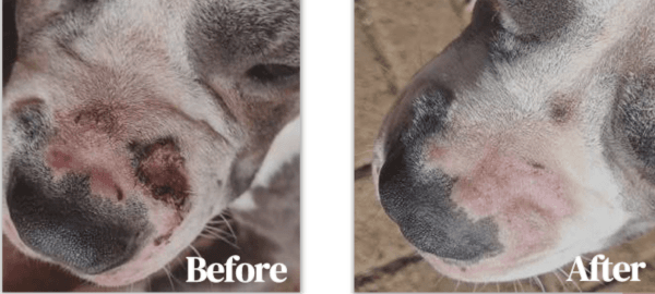 🐾 Thor’s Healing Journey: A Real-Life Pet Care Success Story